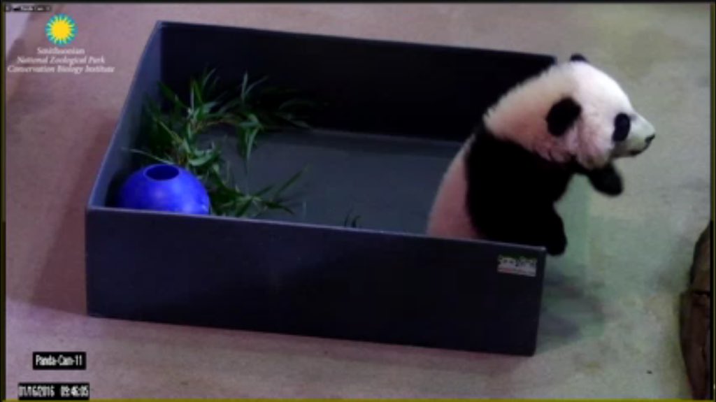 pinkypanda0823's tweet photo. Bubba is asleep now, but here are some pics from today's #Beibut ! @houseofcubs #pandastory https://t.co/PEt1r4xSKy