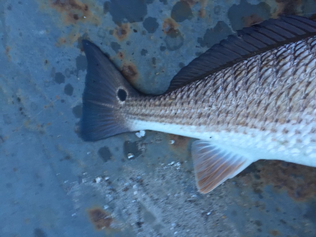 inshore reds (@redfishspots) | Twitter