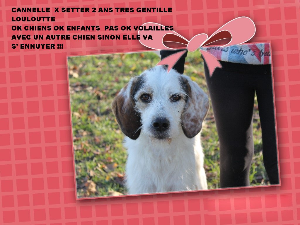 BAIA37600's tweet photo. CANNELLE 2 ANS A ADOPTER https://t.co/PkgF8FnMnO