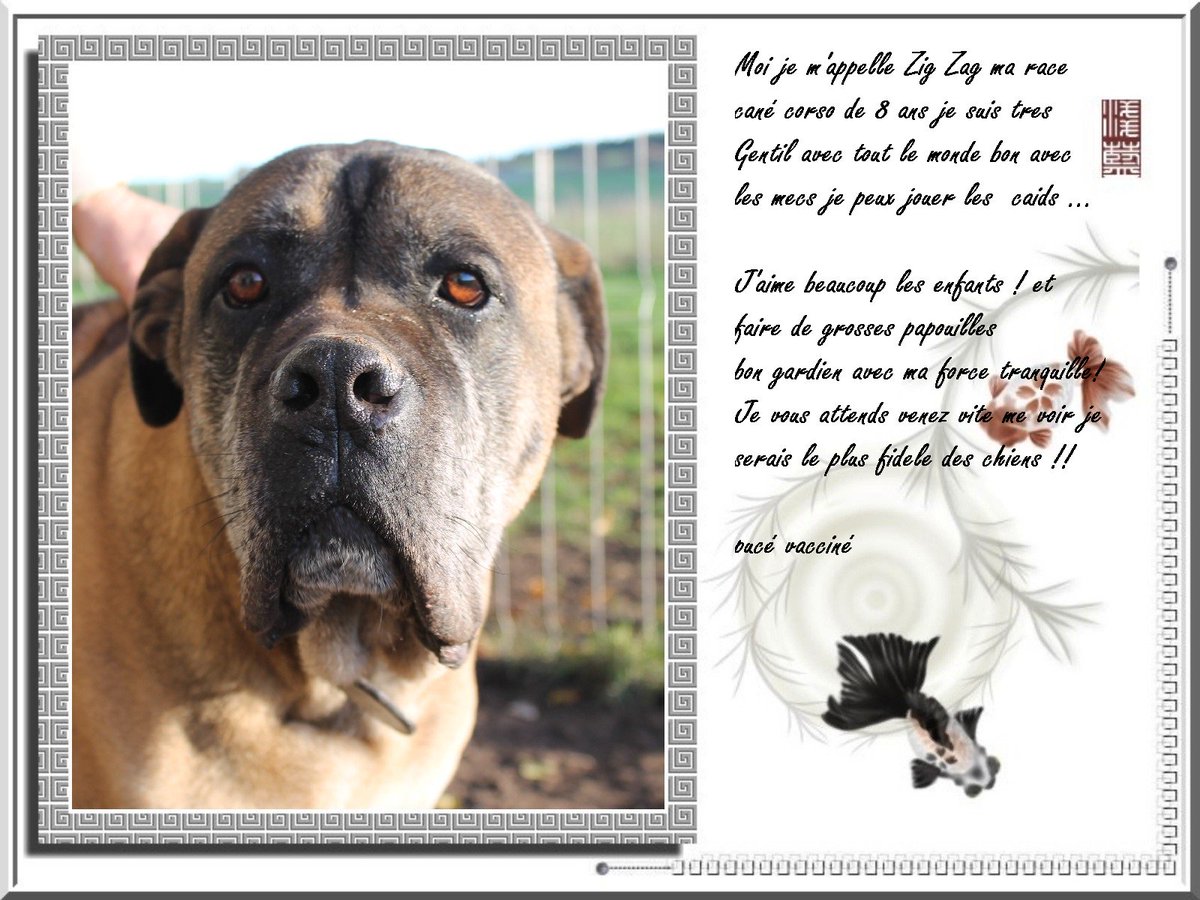 BAIA37600's tweet photo. ZIG ZAG 8 ANS A ADOPTER https://t.co/t50HUWBQ6y