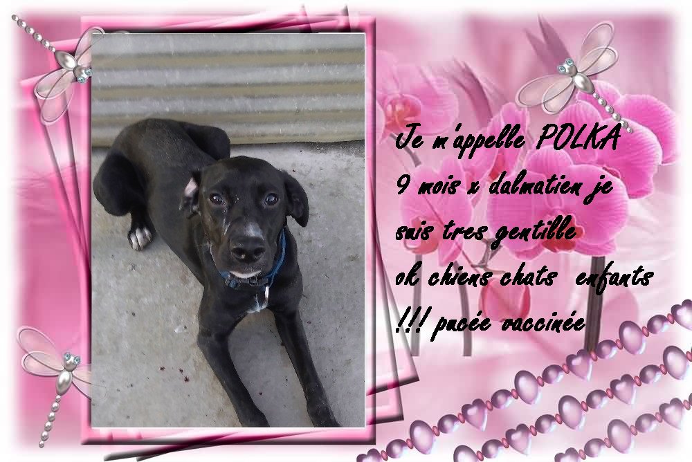 BAIA37600's tweet photo. POLKA 9 mois A ADOPTER https://t.co/SSJfYdJG05