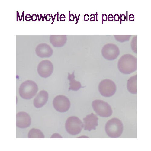 LaboratoryEQAS's tweet photo. Only cat people have meowcytes https://t.co/uhqsJXvGFI @pathpedia @SciencePorn @Clin_Chem_AACC @ASH_hematology https://t.co/jl6fbY5pIl