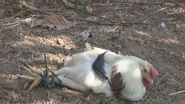 İzmir'de 'kurşun geçirmez muska' yaptığını iddia eden bir kişi, muskayı horoza takıp ateş etti, horoz öldü.