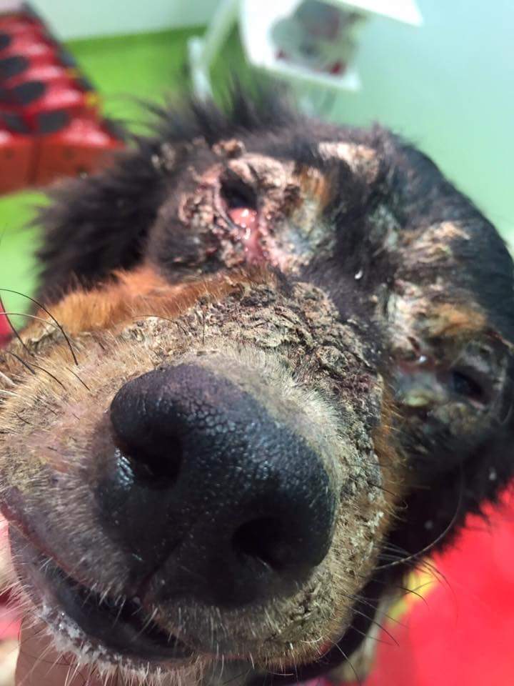 LASAnimal's tweet photo. Recordáis a #SIRY en el estado q el la rescatamos?? AHORA FELIZMENTE ADOPTADA EN ASTURIAS!! Ya a ser feliz pequeña.. https://t.co/rcgFGpBjrZ
