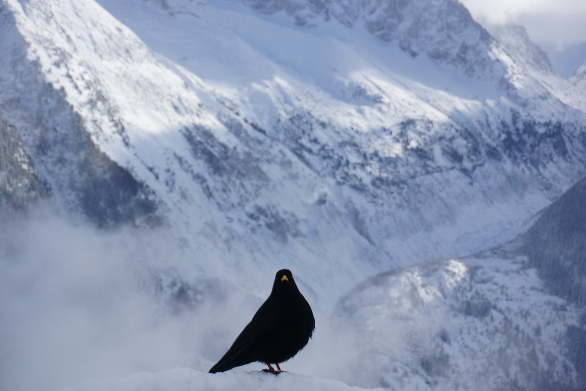 Chamonix Snow Report tweet media