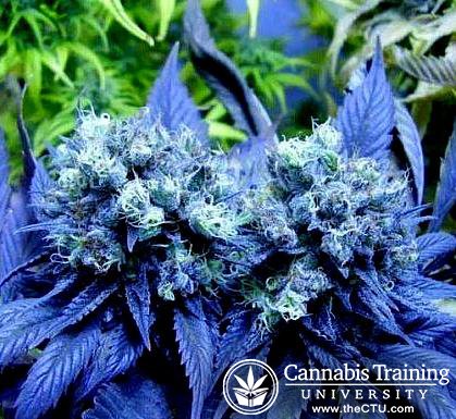 Cannatrain's tweet image. isn't it nice?