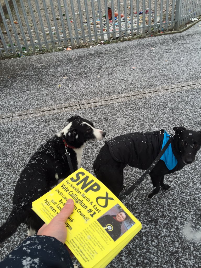 DerecThompson's tweet photo. Great #activeSNP in ❄️Hamilton❄️ today to get @StephySNP elected on Thursday. Even the #SNPdogs were doing their bit https://t.co/Ta41AYHVrR