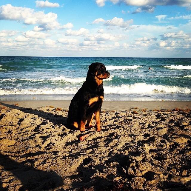 bellaservicedog's tweet photo. @LeBronJames thanks for following Lebron https://t.co/bS4COhhd3w