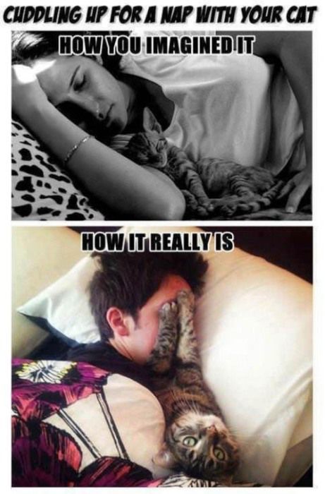 PetitPointChat's tweet photo. un câlin avec son chat, entre  ... - https://t.co/9fF6kp6IRR - #chat #AttentesVsRéalité #Calin #Lit #PHOTO https://t.co/GgTlTwHacT