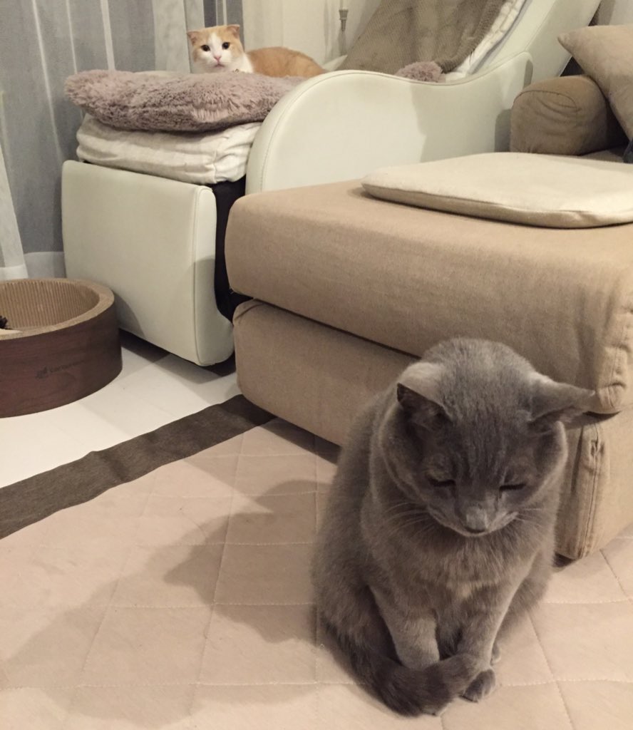 あきらめましょう