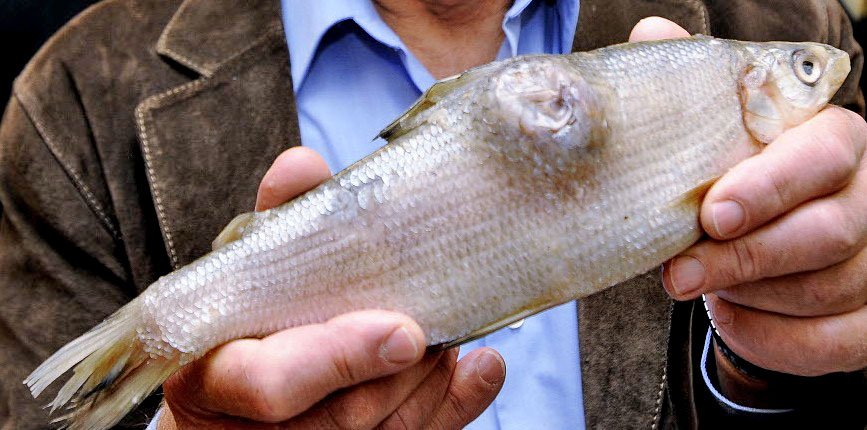 chipewyan_CTA's tweet photo. If these chemicals deform the fish in such way, what are they doing to people? #LakeAthabasca https://t.co/dsvZyWIzDB