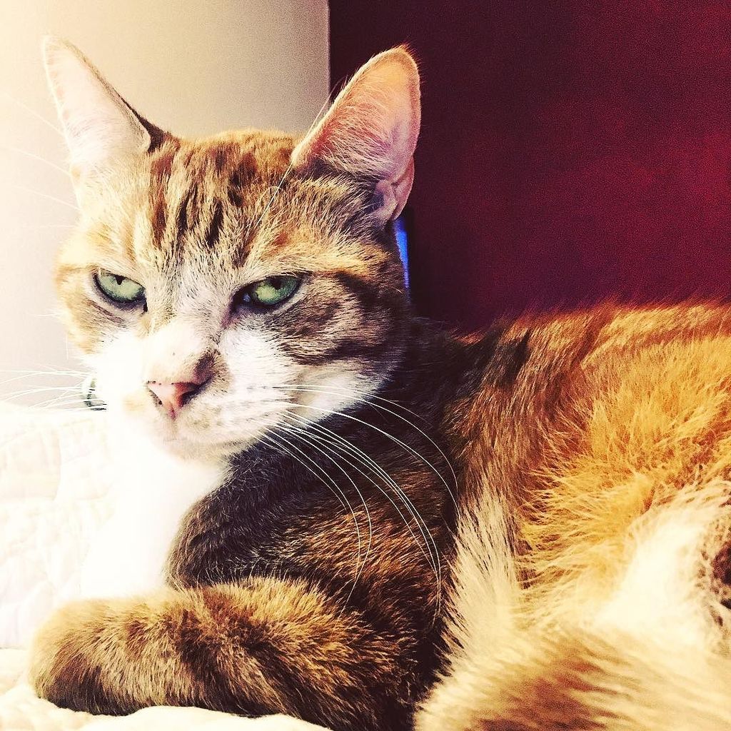 Chatchatcatcat's tweet photo. Ron has definitely mastered resting bitch face πΉ #RonandHarry #catsofinstagram #caturday #cat #instacat by nikki_peβ¦ https://t.co/4IfMKQ9bBx