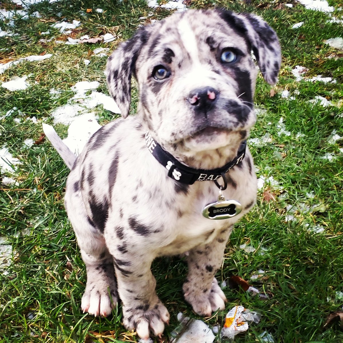 docloza12's tweet photo. Brody our neopolitan mastiff mix. #BigDogSunday https://t.co/mVgNaNobWH