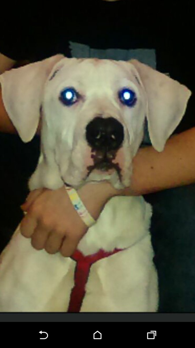 ryancad74's tweet photo. My son's American bulldog/Presa
Free to a good home 
7 1/2 months old and needles complete
No arseholes!!!! https://t.co/a8SkSYMhkX