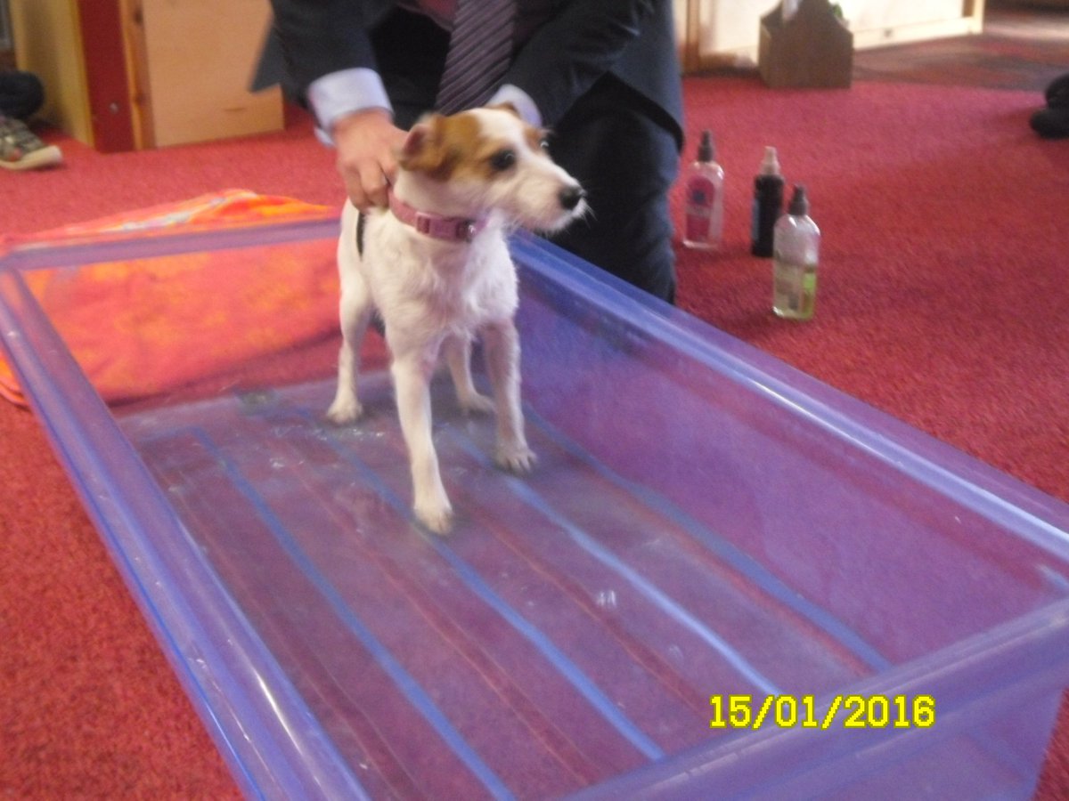 CardiffClass's tweet photo. We enjoyed meeting Mr Burr's dog, we asked lots of good questions. https://t.co/bSGNUBxSSj
