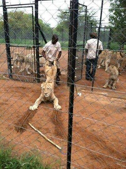 masaku_'s tweet photo. Ukiwekwa kwa wedding committee against your will https://t.co/5lfAsTqGXX