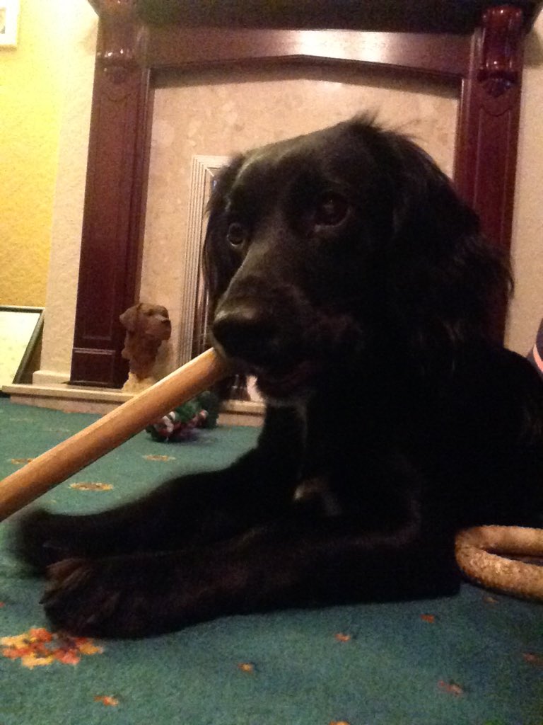 RaisedToAssist's tweet photo. Think I mite need a bigger chew! #dogsoftwitter #amazingassistancedogs 🐾🐾 https://t.co/deaP3hAe0d