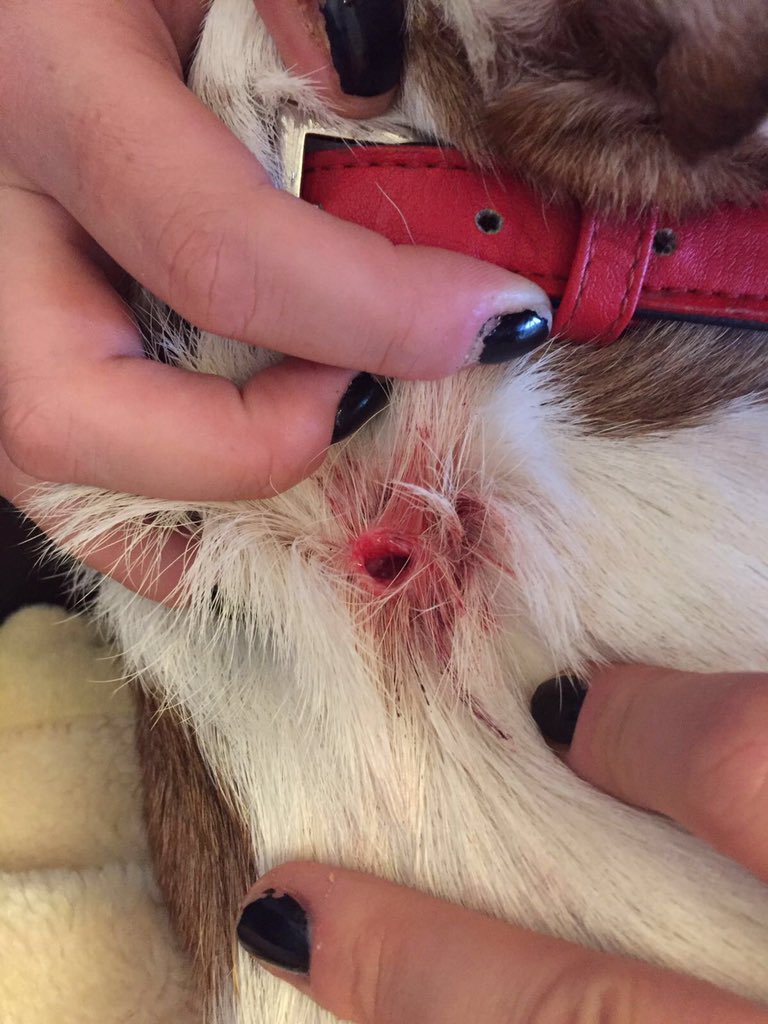 BaileyRowles1's tweet photo. Got bitten by another dog this morning on my walkies #bastard 😢 https://t.co/1ELzuWNrXV