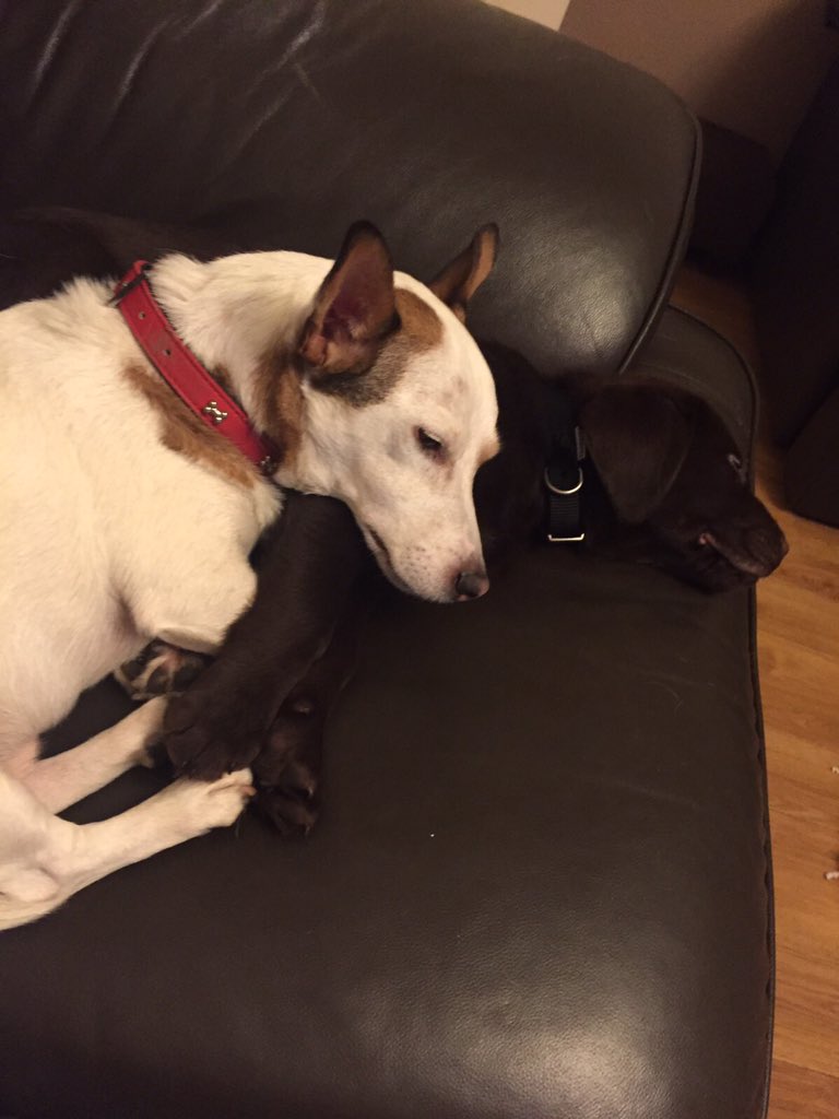 BaileyRowles1's tweet photo. Don't worry it wasn't Bruce...settled down for some Saturday snugs #lovehim #pup https://t.co/fHO7kGS4GX