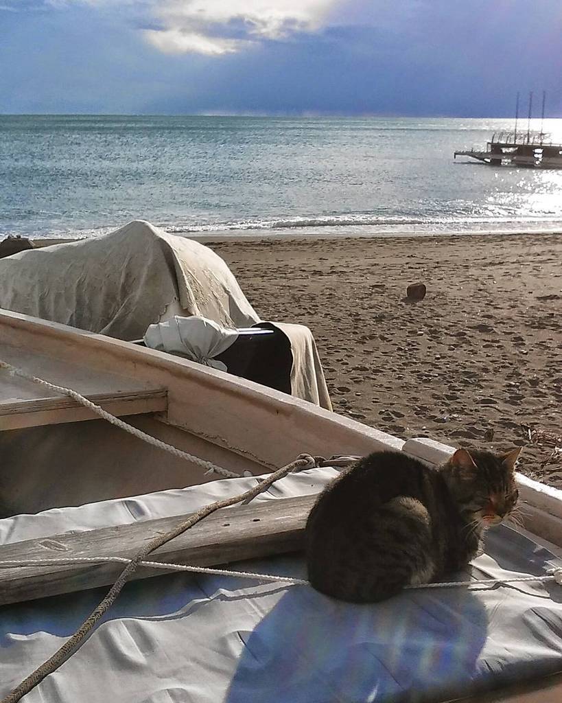 FeelingItaly's tweet image. InstaPic by silvana3087: #cat #catsofinstagram #lovecats #amalficoast #sea #sky #picofday #january #winter #winteri…
