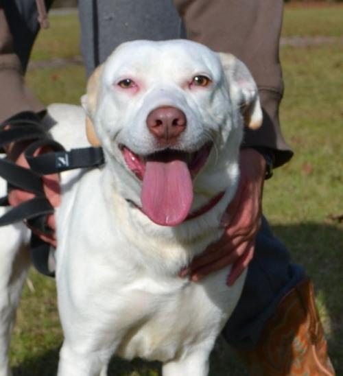 DCLuckyDog's tweet photo. ADOPTION EVENT today! Stop by 12 – 2 @ Capitol Hill Unleashed by Petco! #Adoptdontshop #Corely #DCLuckyDog https://t.co/0MjziKfvZk