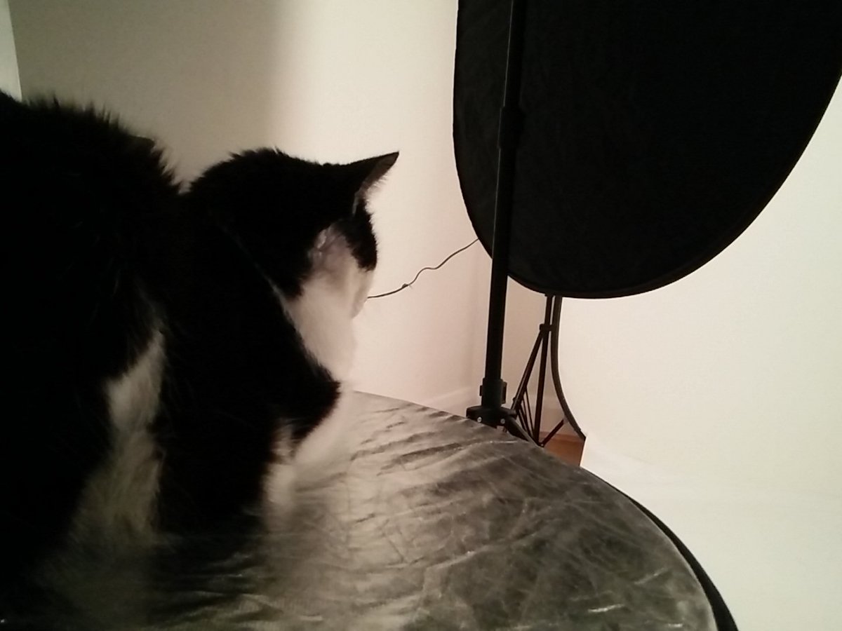 PeppermintCr's tweet photo. The big cat overseeing #cat #photoshoot https://t.co/E2jXkCr8Rb