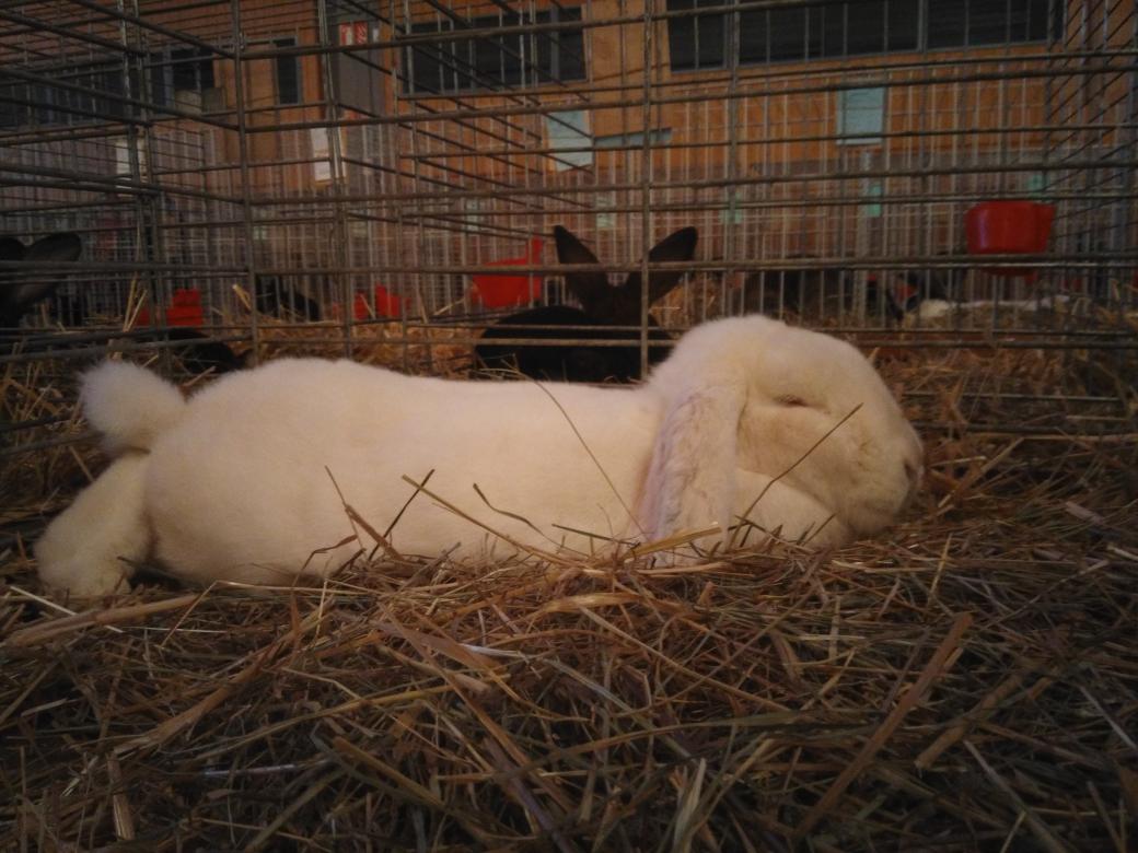 zeltom's tweet photo. 20eme expo avicole du groupement des 3frontières ce weekend à Blotzheim, ne leur posez pas un lapin ;) https://t.co/KqHRaGJsiw