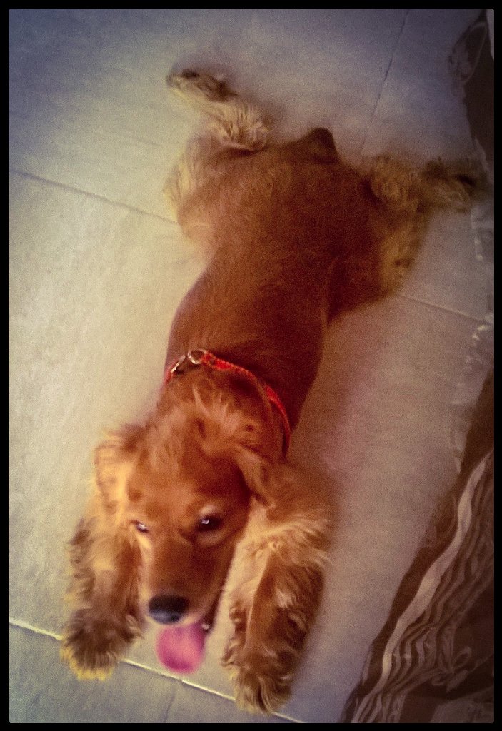 1715YAJAIRA's tweet photo. Mi linda bella bell https://t.co/dMGbtYTbWJ