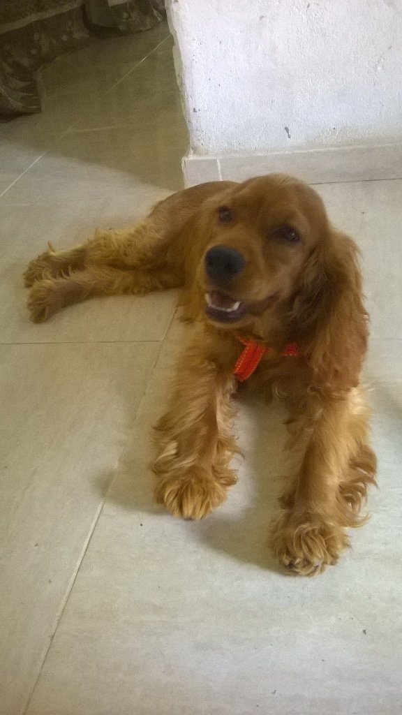 1715YAJAIRA's tweet photo. Mi linda bella bell https://t.co/dMGbtYTbWJ