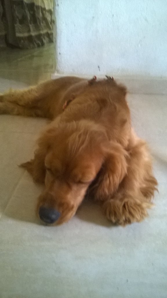 1715YAJAIRA's tweet photo. Mi linda bella bell https://t.co/dMGbtYTbWJ