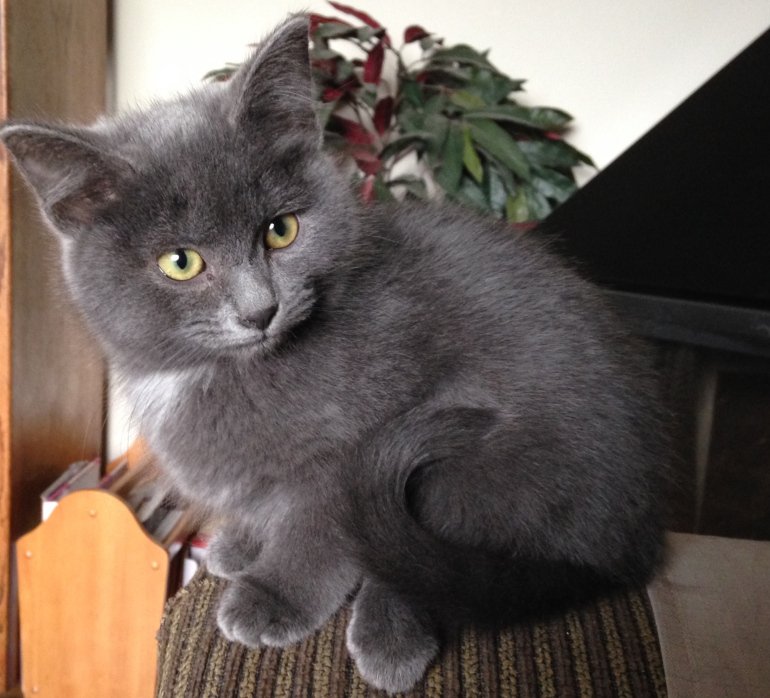 thepetlover08's tweet photo. Yoshi The Seal Kitteh #Cute #Animals #Pets #aww #pics https://t.co/XR4V3akK7L