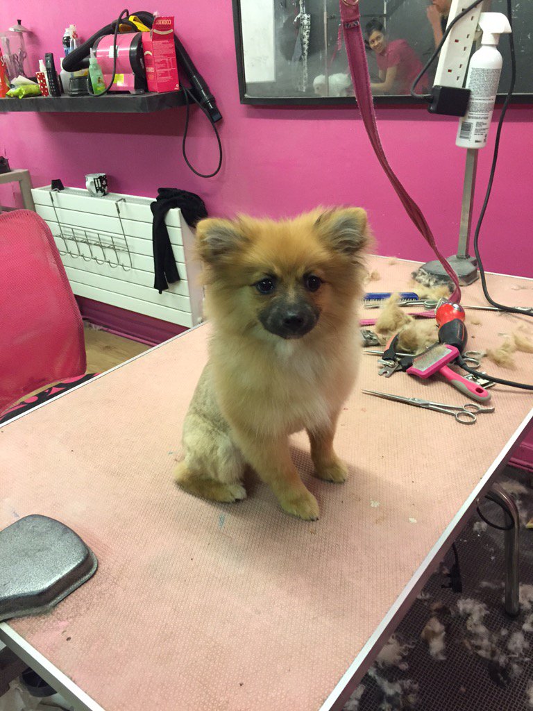 DOGLOVERS tweet media