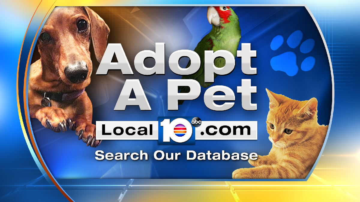 ADOPT A PET! Head out to Broward Humane Society to adopt a Leonidas and other furry friends.bit.ly/1PibvJd?utm_me… https://t.co/ouHGjK9OzG