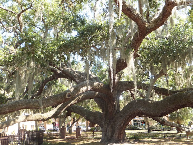 If trees could talk:  the Baranoff Oak in #SafetyHarbor -- reportedly over 300 years old.