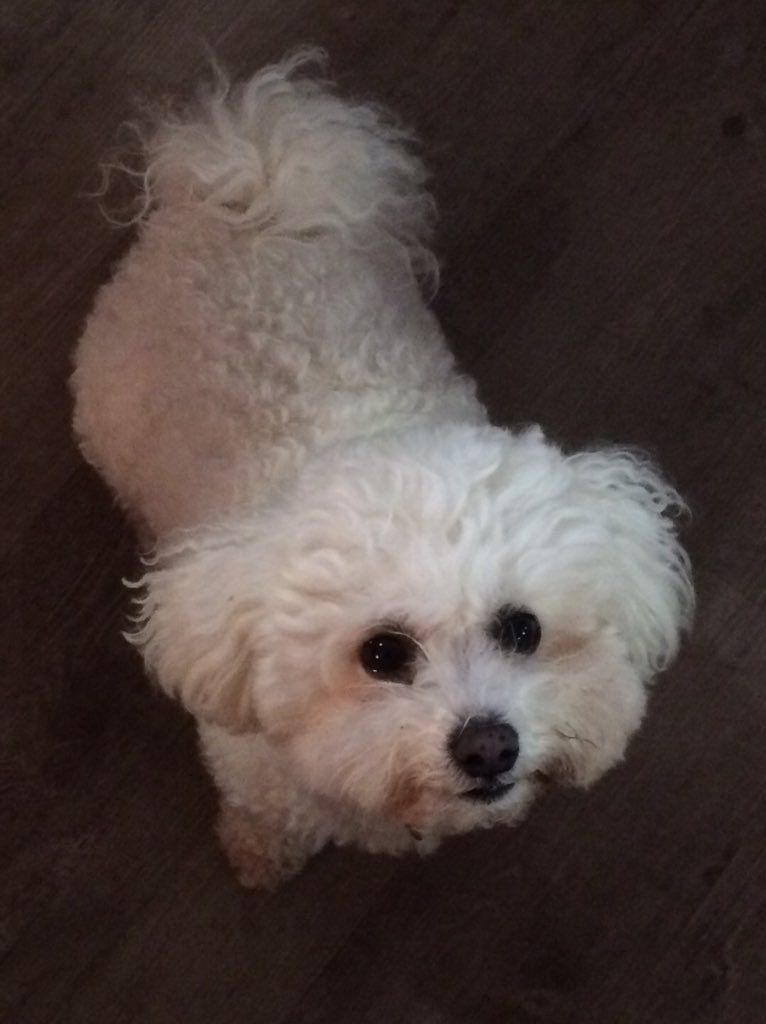 Harvey_Bichon's tweet photo. I'd like to play out but I'd get lost in the snow! #whitefurproblems https://t.co/1b82w9BA94