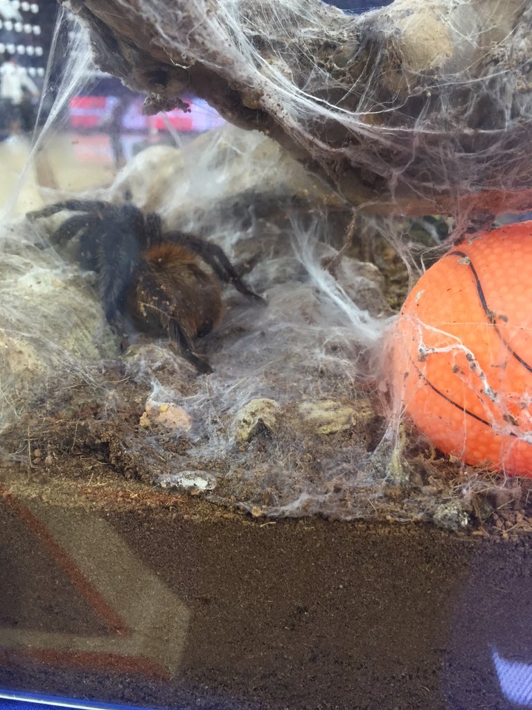 I get extra hungry when there are Rams in the vicinity. #BeatVCU #OneRichmond @richmondbball