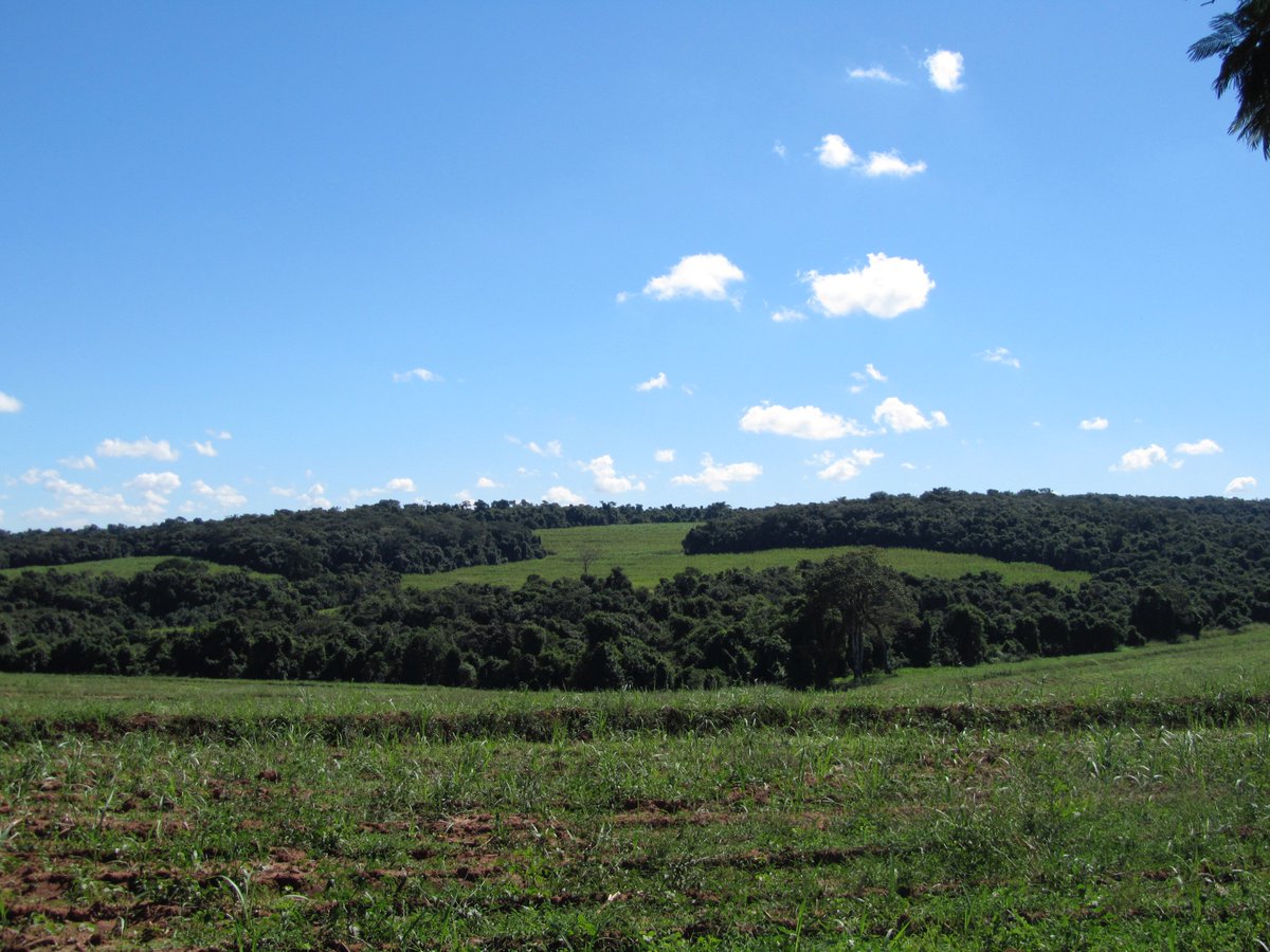 PG Eco e Bio (@unesp_pg_ecobio) on Twitter photo Save the Date: Dia 29/2 defesa mestrado <a href="/gabrielle_beca/">Gabrielle Beca</a> "mamíferos em paisagens de cana de acuçar" Save the Date: Dia 29/2 defesa mestrado <a href="/gabrielle_beca/">Gabrielle Beca</a> "mamíferos em paisagens de cana de acuçar"
