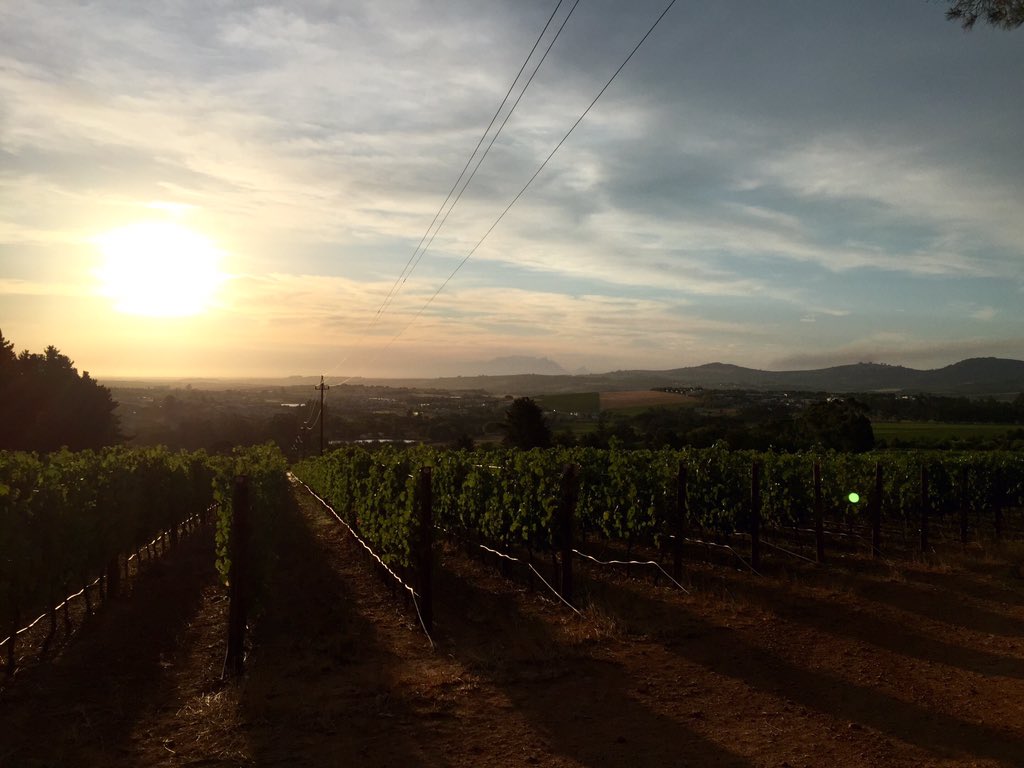 floraduffy's tweet photo. Running through the vineyards in Stellenbosch. Sunset long runs are the best. #Run365 #stellenbsoch https://t.co/Yo6KVBjT9t
