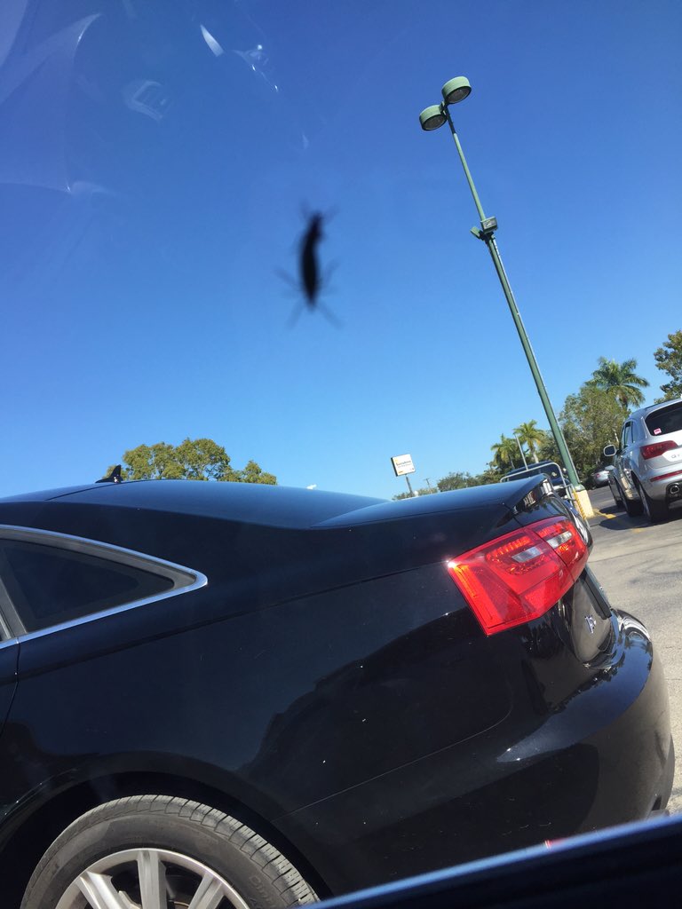 RelaxInFTL's tweet photo. RelaxInFTL: RelaxInFTL: RelaxInFTL: KiltronXEnviro: #Fl #Tampa #Miami #FtLauderdale LOVEBUGS R KissingBugs &amp; #Bedb… https://t.co/Vtq5DgKj9j