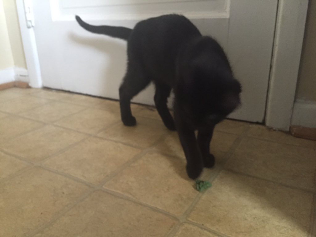 joesaid's tweet photo. Day 4 - kitty meow the kale #chakwave @ChakWave https://t.co/bvhwZN29u8