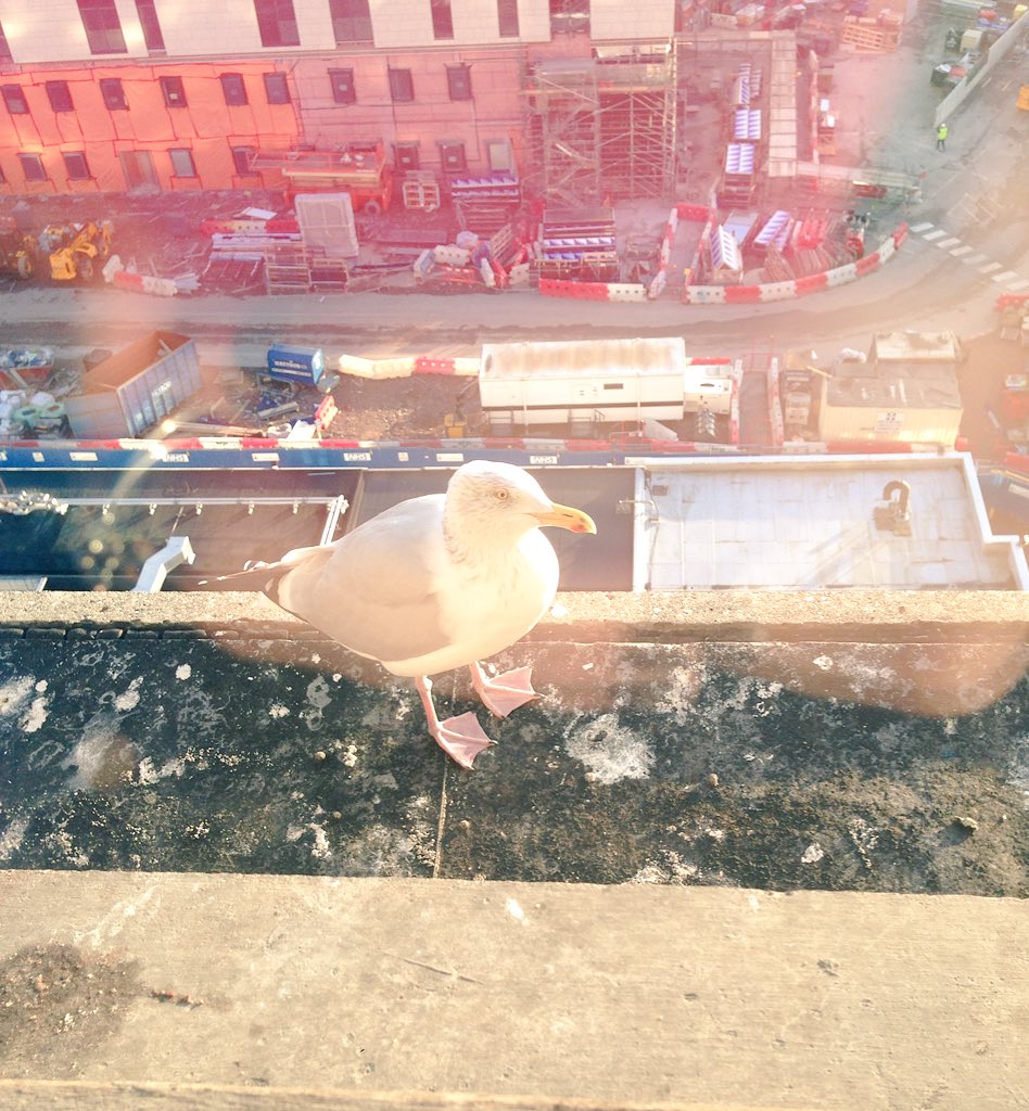 Kateypie8's tweet photo. Iya mate! 👋🏽 #scouseseagull https://t.co/iaKWkc5hVz