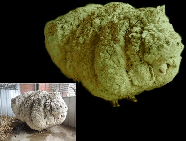 MethodLisa's tweet image. Just expressing what the world's most wool-yielding sheep reminds me of. I'm out of kush btw.