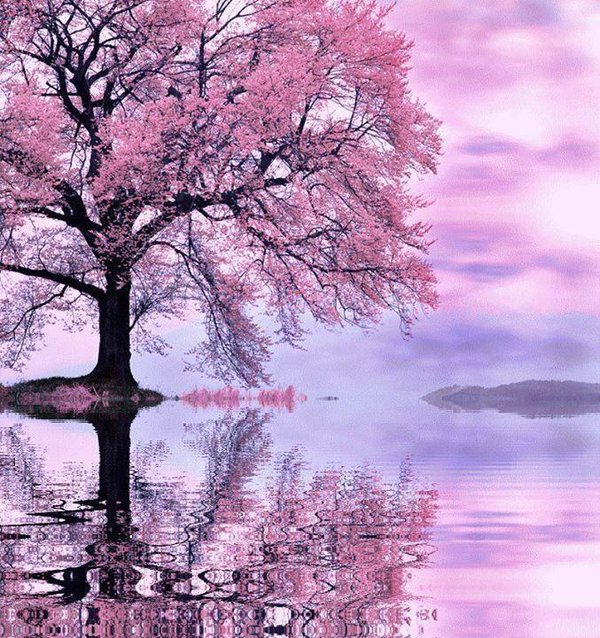 papamohsen's tweet photo. @nathaliea1010 @anetanggerang @dazerac @HappyMy_Love @MarionSpekker @shahmukesh012 @huskorkut @FerratoPaola Bonsoir https://t.co/VZViWGNol8