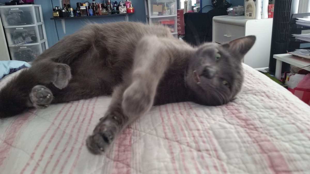 beanbeansworld's tweet photo. Almost 1k followers. All smiles! #CHEEVE  #CatsOfTwitter https://t.co/pf6NpyK8kx