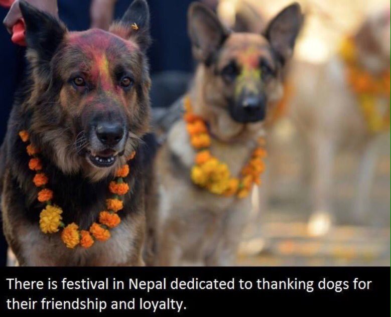 dogcelebration's tweet photo. Brilliant #DogCelebration https://t.co/Mbr2YpCgZg