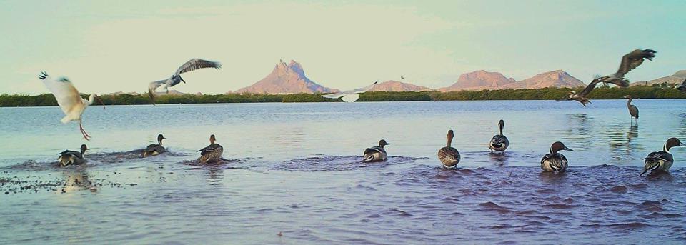 webcamsdemexico's tweet photo. Vía @marinaterra_sc: Gran variedad de peces y aves en el estero el soldado, reserva natural en San Carlos #Sonora: https://t.co/IWRZSViRXp