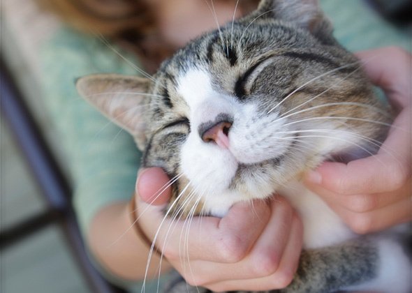 LeldeSaulgozis's tweet photo. joyful laughter and a happy cat will cure any illness - FUNNY CAT PHOTOS https://t.co/wv85wA51lC #funnycats #catpi… https://t.co/otrDvy3Wen