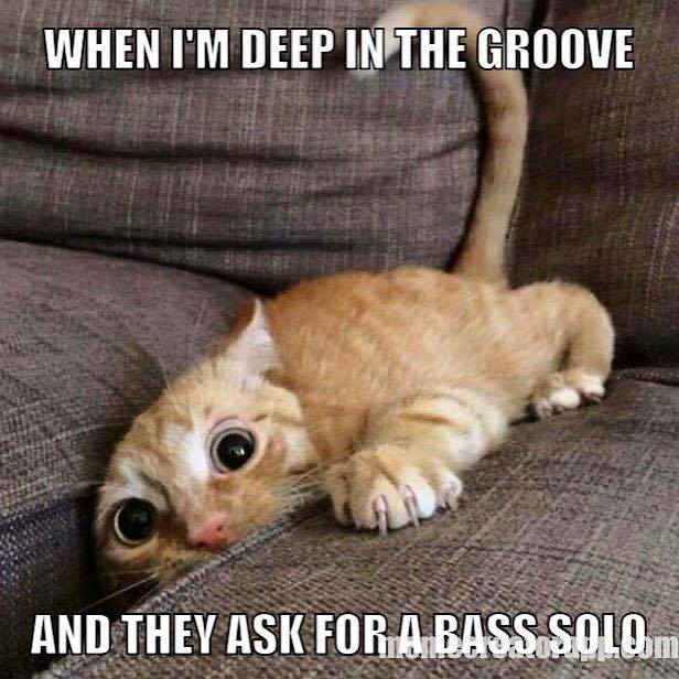 BassPlayerWeb's tweet image. 