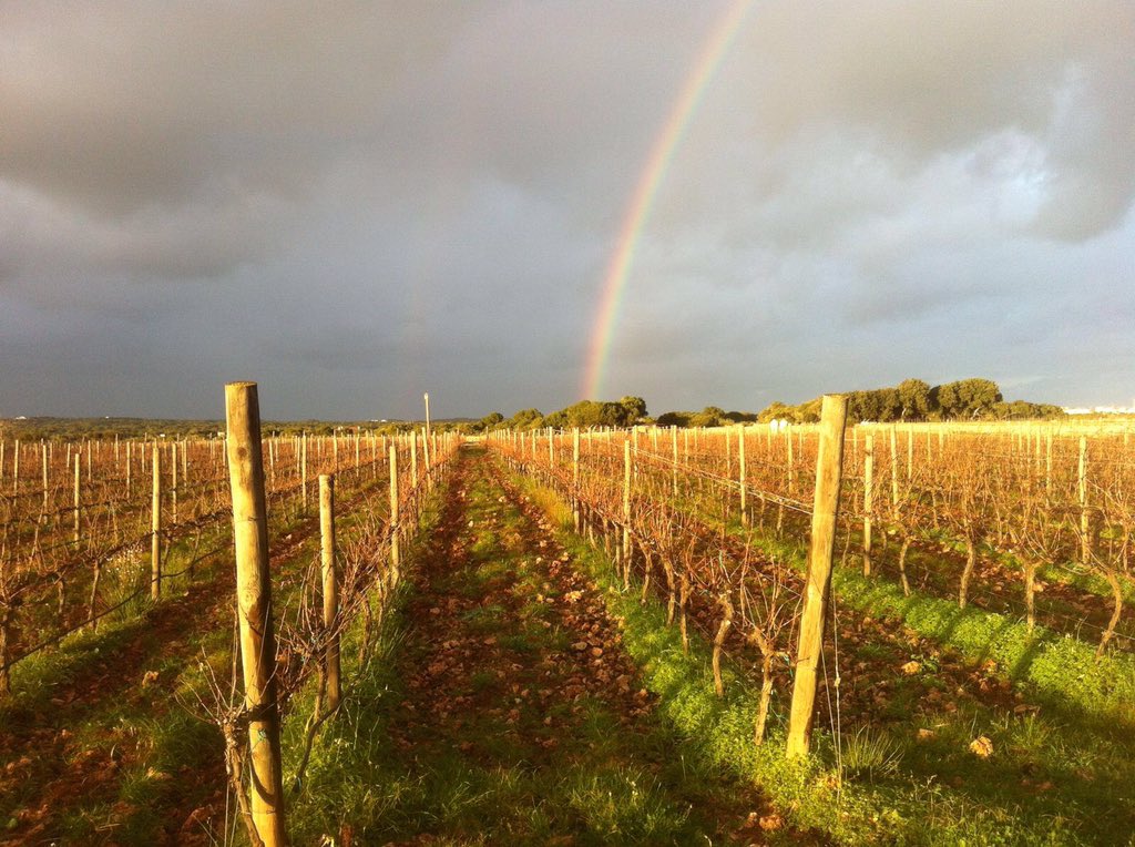 Sa Forana tweet media