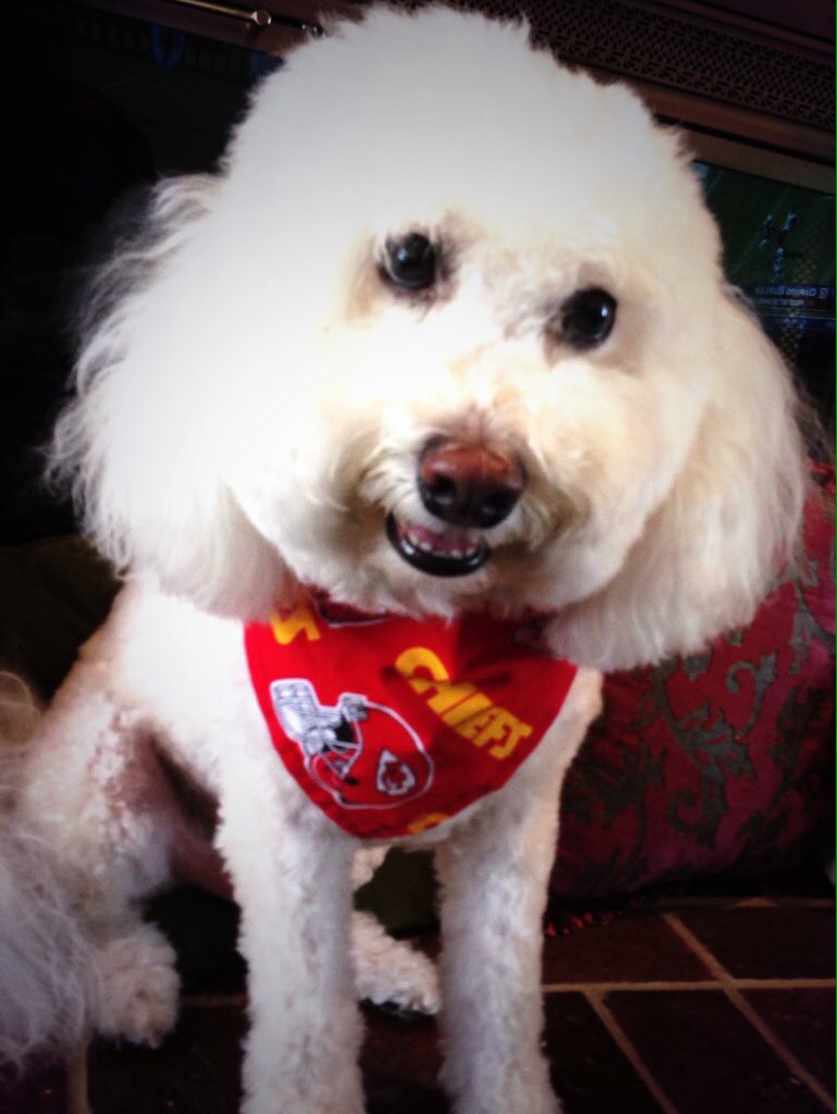Mr_Woofy's tweet photo. Are you ready? Let's go #CHIEFFFFS! #ChiefsKingdom @Chiefs__News @NFL https://t.co/niczrKZQTN